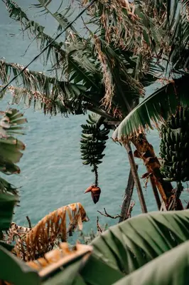 a tiger and a bunch of bananas hanging from a tree at Atlantic View Penthouse in Funchal