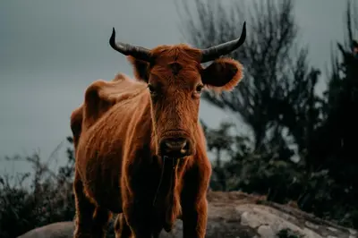 a brown cow with horns standing on a hill at Atlantic View Penthouse in Funchal