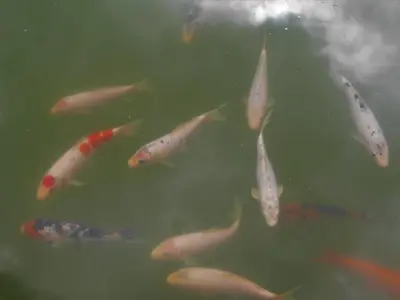 a group of fish swimming in the water at Casinhas da Laurissilva in São Vicente