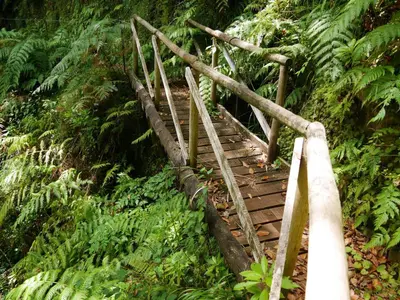 a wooden bridge in the middle of a forest at Casinhas da Laurissilva in São Vicente