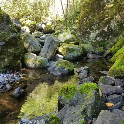 a stream with rocks and green moss on it at Casinhas da Laurissilva in São Vicente