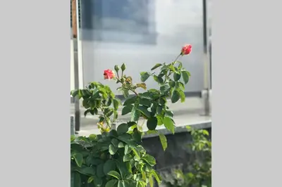 a plant with red flowers sitting on a window sill at Ammy’s House in Câmara de Lobos