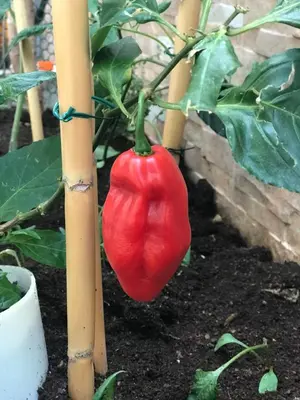 a red chili pepper hanging from a plant at Ammy’s House in Câmara de Lobos