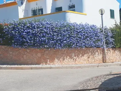 a hedge of blue flowers on a stone wall at Casa Rosa Floresta in Luz