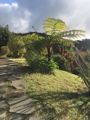 a garden with a palm tree and some plants at Bungalows Do Amparo in Ponta do Pargo