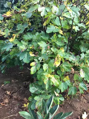 a bush with green leaves in a garden at Bungalows Do Amparo in Ponta do Pargo