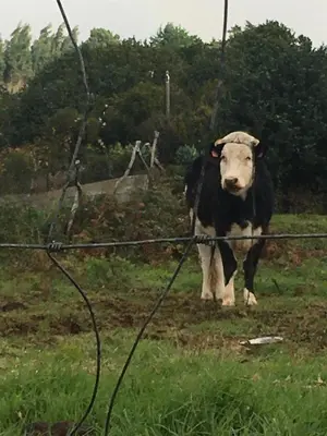a black and white cow standing in a field at Bungalows Do Amparo in Ponta do Pargo
