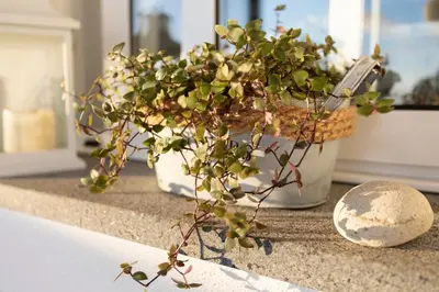 a plant sitting on a counter next to a window at Stay in our cozy and wonderful Casa da Rosinha in Arco da Calheta