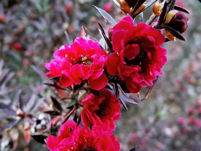 a group of pink flowers on a plant at Vila Joaninha in Santo da Serra