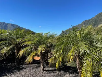 two palm trees on a beach with mountains in the background at Zef's Cottage in São Vicente