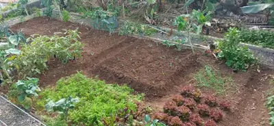 a garden with many different vegetables and plants at The Goat's Place in Gaula