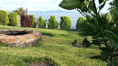 two rabbits sitting in the grass near the water at The Goat's Place in Gaula