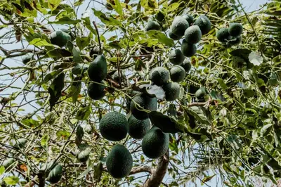 a tree with lots of green fruit on it at City View Gardens in Funchal