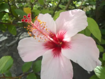 a close up of a white and red flower at Garden's Apartment in Funchal