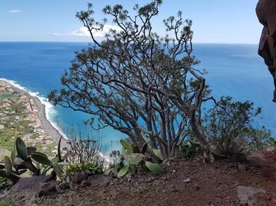 a tree on a hill next to the ocean at O pomar - A quiet SUNNY place with amazing SEA views in Paul do Mar