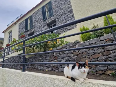 a cat sitting on the steps of a building at Green Valley House Madeira in Ribeira Brava