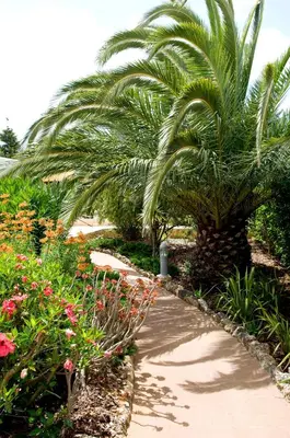 a palm tree in a garden with a walkway at Casa Monte Cristo Apartments - Plum in Lagos