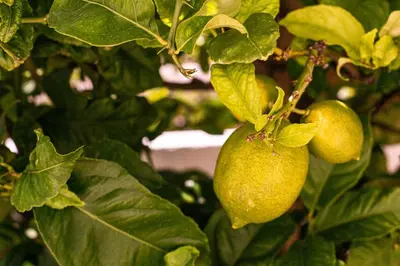 a couple of green fruit hanging from a tree at Lemon Tree Apartment in Luz