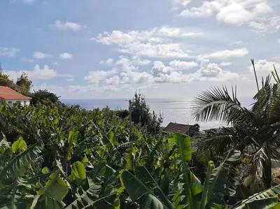 a field of corn with the ocean in the background at Vаrаndаs dо Sоl-Vista relaxante entre mar e montanha in Ponta do Sol