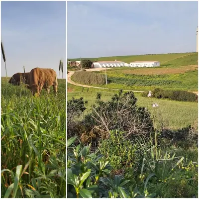 two pictures of a cow grazing in a field at Monte Bagão - Turismo Rural in Vila do Bispo