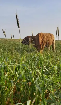 a brown dog laying in a field of grass at Monte Bagão - Turismo Rural in Vila do Bispo
