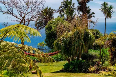 a hammock in a garden with palm trees and the ocean at OurMadeira - Garden Paradise in Calheta