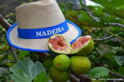 a hat sitting on top of a tree with figs at Villa Atlantic Charm in Venda do Atalhinho