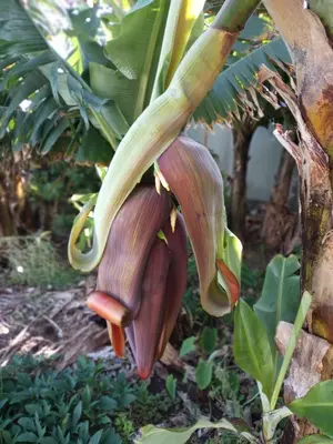 a large banana plant with a large flower on a tree at Lazy Lizard by the Ocean in Seixal