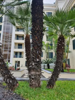 a group of palm trees in front of a building at Suncoast Residence V (Free parking) in Funchal