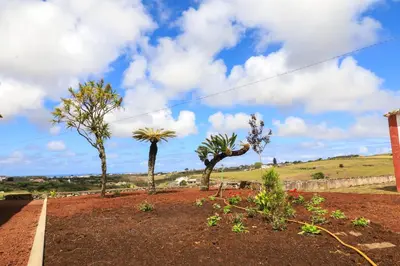 a garden with palm trees on a dirt field at QUINTA DO FALCÃO in Almagreira