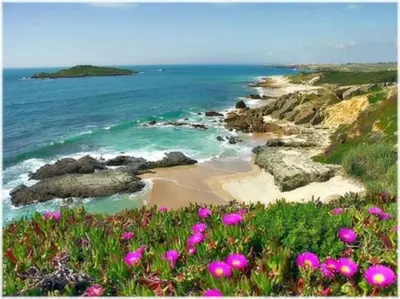 a view of a beach with pink flowers at Coureladaltura in Aljezur