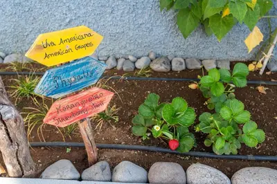 a garden with street signs and a strawberry plant at Cottage Pearl - Rural Holiday Experience by SeaPearl in Paul do Mar