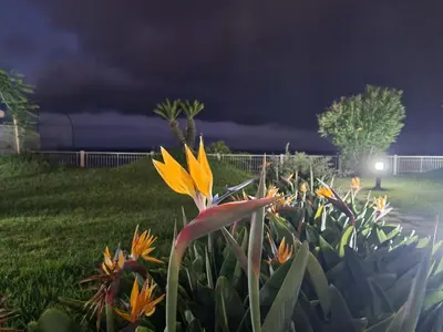 a bunch of flowers in a garden at night at come hear the ocean! in Funchal