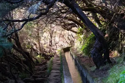 a wooden path in a forest with trees at OurMadeira - SeaView Apartment in Calheta