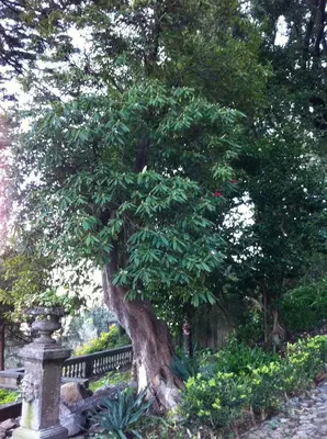 a large tree in a garden next to a fence at Quintinha de Palmyra in Camacha