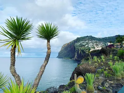 two palm trees on a cliff next to the water at Ocean Cliff Apartment in Santa Cruz