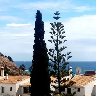 Queen Palm