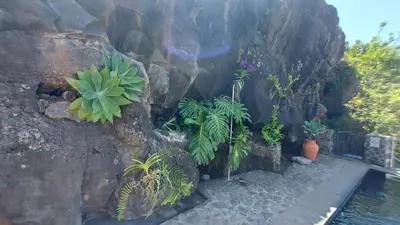a bunch of plants on the side of a rock wall at Castelo do Mar, Madeira in Tábua
