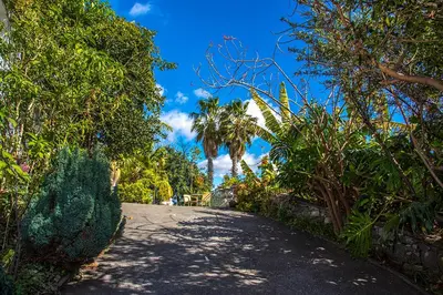 a road with trees and palm trees on the side at Vila Afonso in Estreito de Câmara de Lobos