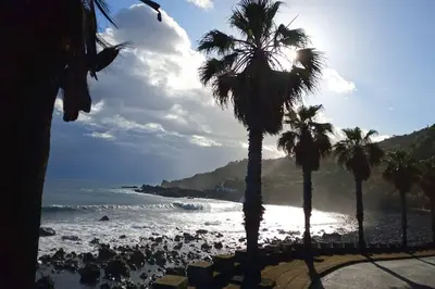 a view of a beach with palm trees and the ocean at Lazy Lizard Studio in Seixal