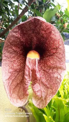 a close up of a large red flower at Terra Chã Cottage,FEEL Home, in São Vicente