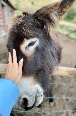 a person is touching the face of a donkey at Mountain Eco Shelter 2 in Funchal