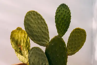 a group of green cactus plants on a shelf at Ocean view beach villa in Budens
