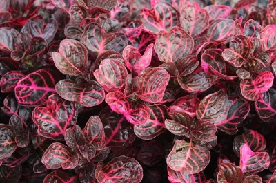 a bunch of red and pink plants in a pot at Quintinha da Romana in Câmara de Lobos