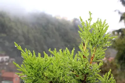 a green tree with a insect on the top of it at Quintinha da Romana in Câmara de Lobos