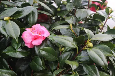 a pink flower on a bush with green leaves at Quintinha da Romana in Câmara de Lobos