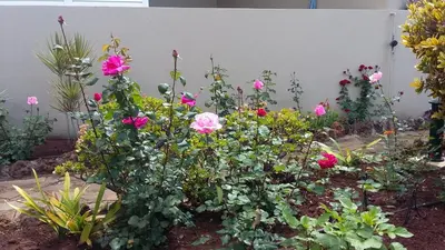 a garden with pink roses and other plants at Bright Studio in Funchal