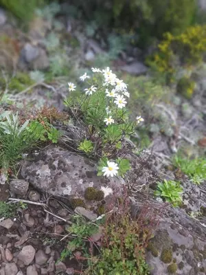a group of white flowers on a rock at Desertas View Apartment in Machico