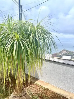a palm tree sitting on the side of a building at Villa Cassolino in Ribeira Brava