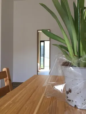 a potted plant sitting on top of a wooden table at Calheta Ocean View Apartment 2 - Air Condition in Estreito da Calheta